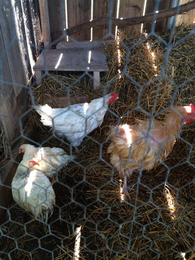 The Ratty Four Chickens
